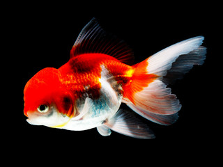 goldfish in isolated
