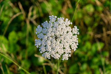 white flower green shrub