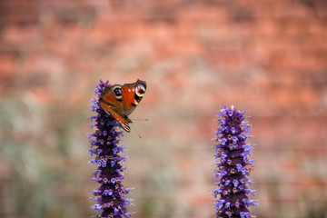 Red admiral butterfly