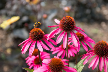 Bee flying between flowers