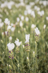 White Lavender