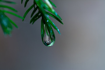 goutte