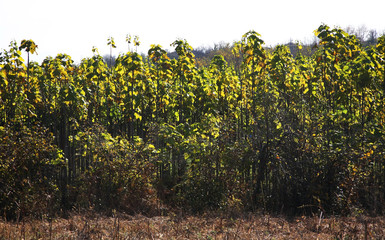 Obraz premium Vineyard near Tskaltubo and Kutaisi. Imereti region. Georgia