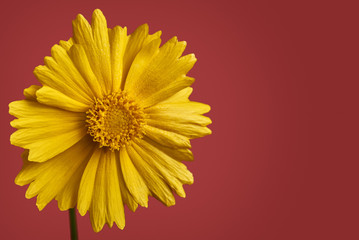 Yellow daisy flower on red