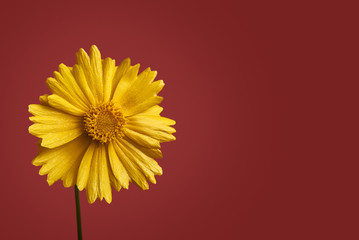 Yellow daisy flower on red