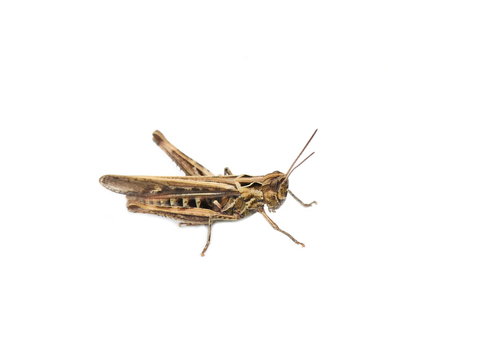 The common field grasshopper Chorthippus brunneus isolated on white background