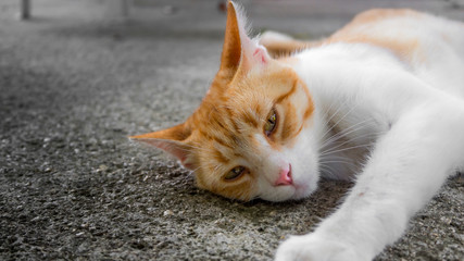 Close Up On A Sleeping Cat