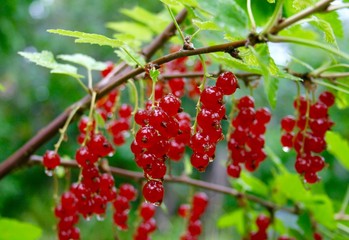 Ribes red berry growing in a garden with green leaves after the rain. Rich red colored berries surrounded by the bright green leaves