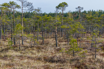 Fototapeta premium Kemeri swamps National park