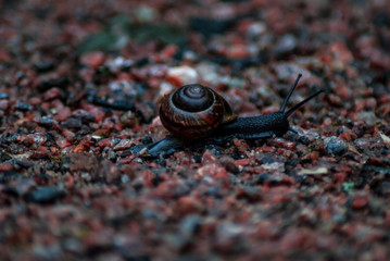 A travelling black snail