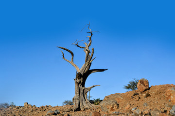 Dry Dead Tree in Day Forest National Park, Djibouti, East Africa