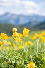 Gelbe Blumen auf einer Alm vor Bergkulisse