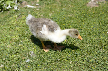Primer plano de un patito blanco y gris en el parque