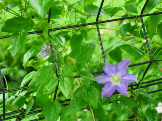 美しいクレマチスの花