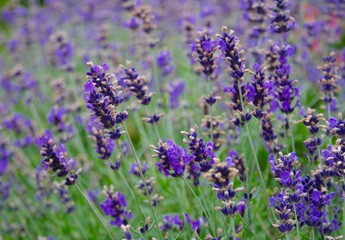 Soft focus flowers, beautiful lavender flowers blooming, inspirational nature background for relaxation and calmness concept