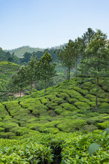 Fototapeta na wymiar Houses situated on top of green tea plantation Munnar Kerala India
