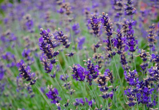 Soft focus flowers, beautiful lavender flowers blooming, inspirational nature background for relaxation and calmness concept © Michele Ursi