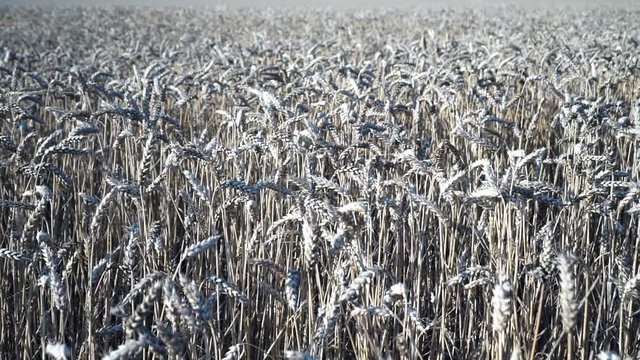 Golden wheat in suny day