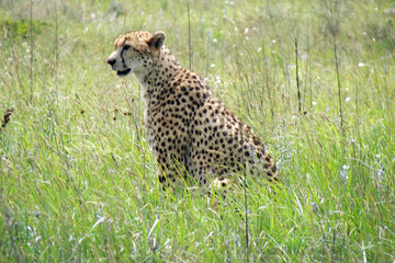cheetah in south africa