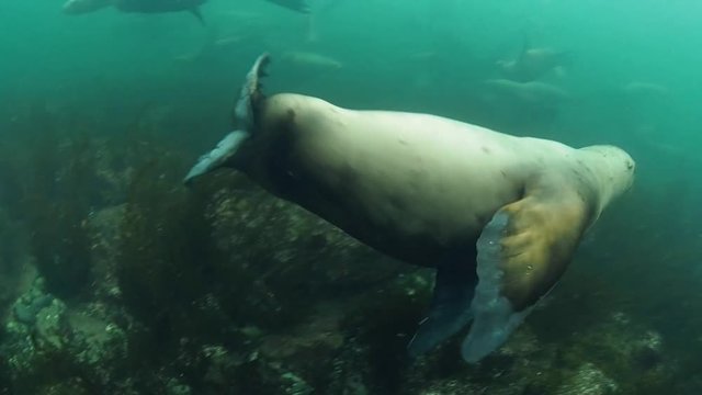 Diving with steller sea lions in British Columbia Canada
