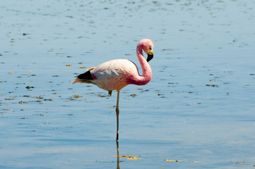 Flamingo - Chaxa Lagoon - Chile