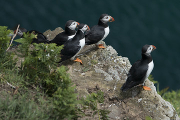 Atlantic puffin skomer island west wales Pembrokeshire