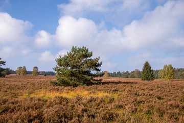 Heidelandschaft (2)