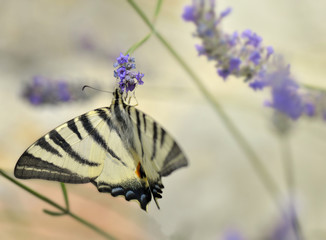beautiful butterfly on a flower of lavender