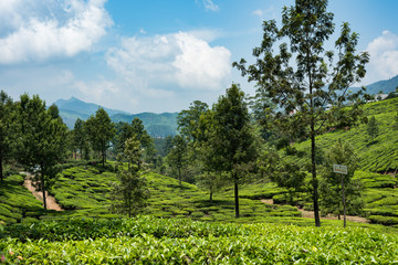 Fototapeta premium Houses situated on top of green tea plantation Munnar Kerala India