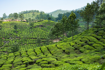 Fototapeta na wymiar Houses situated on top of green tea plantation Munnar Kerala India