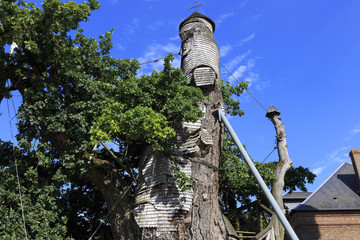 Old oak 1200 years old in Allouville-Bellefosse Normandy France
