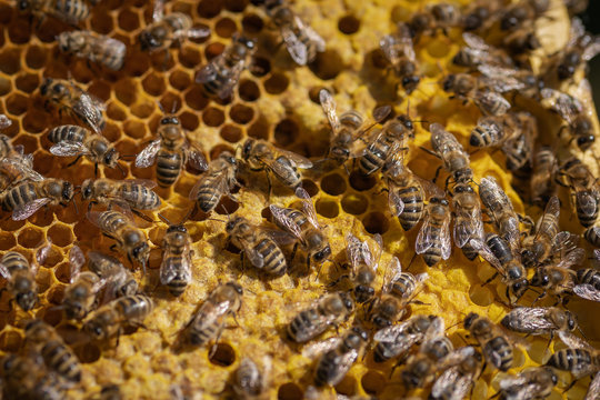 My hard working Ladys building a nursery - Meine flei&szlig;igen Bienchen bauen einen Kindergarten