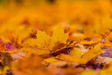 closeup red dry fallen leaves in a forest