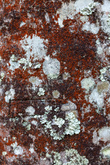 Red coloured bark of a tree with fungus