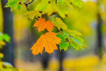 closeup red dry maple tree branch