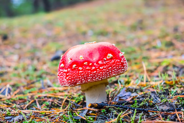 closeup red flyagaric mushroom in a forest