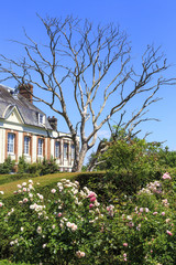 Fototapeta na wymiar Dead tree in castle park in 06-28-2018 Montmain Normandy France