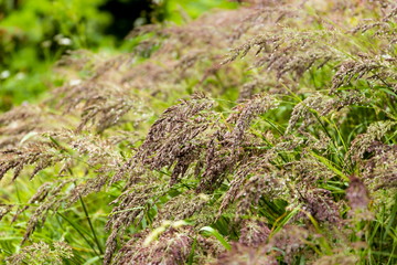 Field grass after summer rain