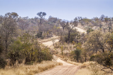 Fototapeta na wymiar Safari gravel road in Kruger National park, South Africa