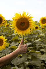 Fototapeta premium Sunflower closeup.Heart in a flower.Beautiful sunflower. Field with sunflowers.