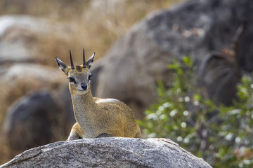 Klipspringer in Kruger National park, South Africa ; Specie Oreotragus oreotragus family of Bovidae