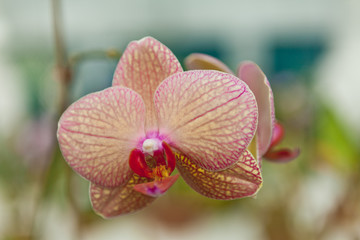 Closeup of a bright Dendrobium orchid with a soft background