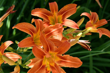 Garden Lily Orange color