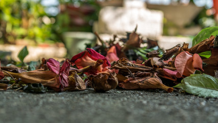 Dried Flowers And Leafs On The Ground