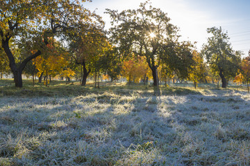 Dawn in the autumn orchard