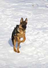 German shepherd in the winter park