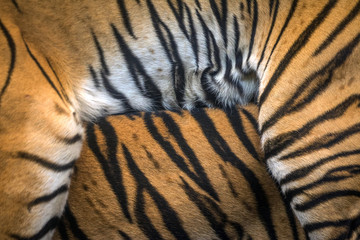 Fototapeta premium Colorful patterned tiger skin for the background.
