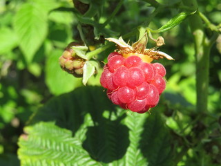 Red raspberry on a branch close-up. Ripe fresh berry in summer garden