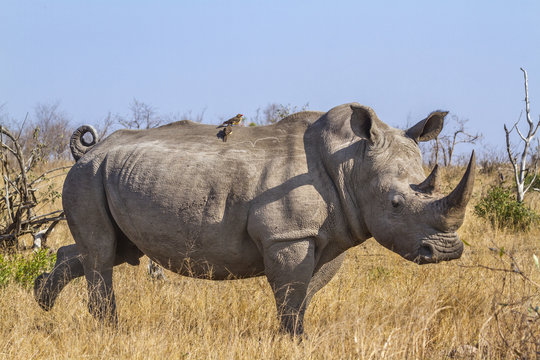 Southern white rhinoceros in Kruger National park, South Africa ; Specie Ceratotherium simum simum family of Rhinocerotidae