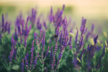 Salvia flowers closeup soft.